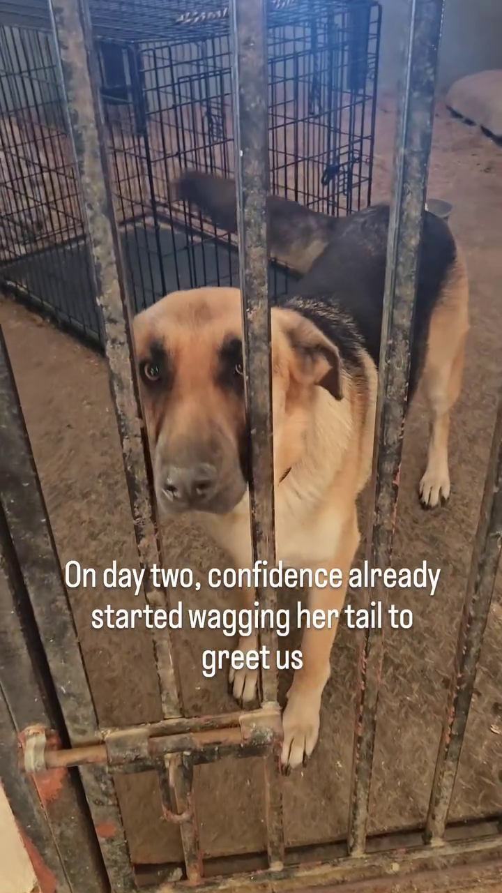 On day two, confidence already started wagging her tail to greet us