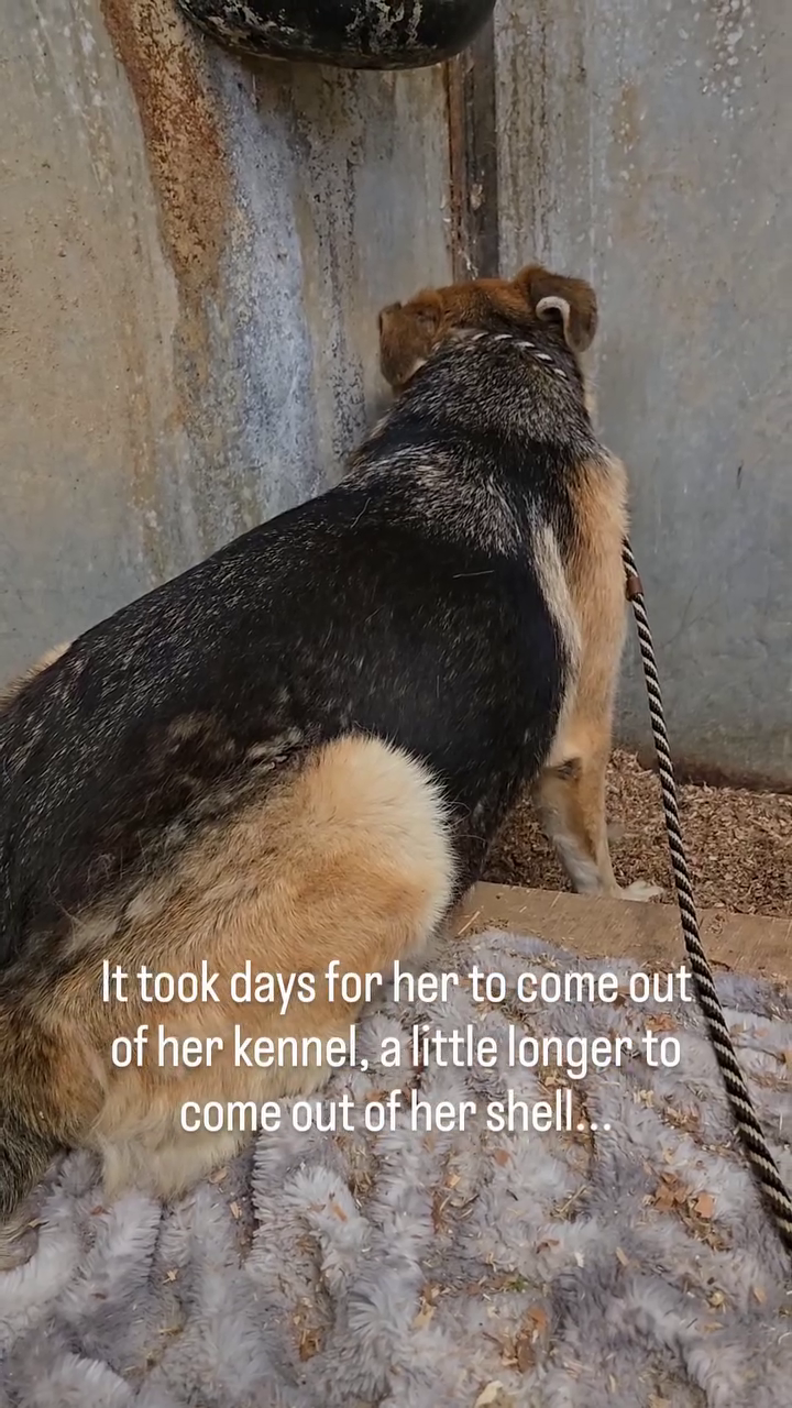 It took days for her to come out of her kennel, a little longer to come out of her shell...