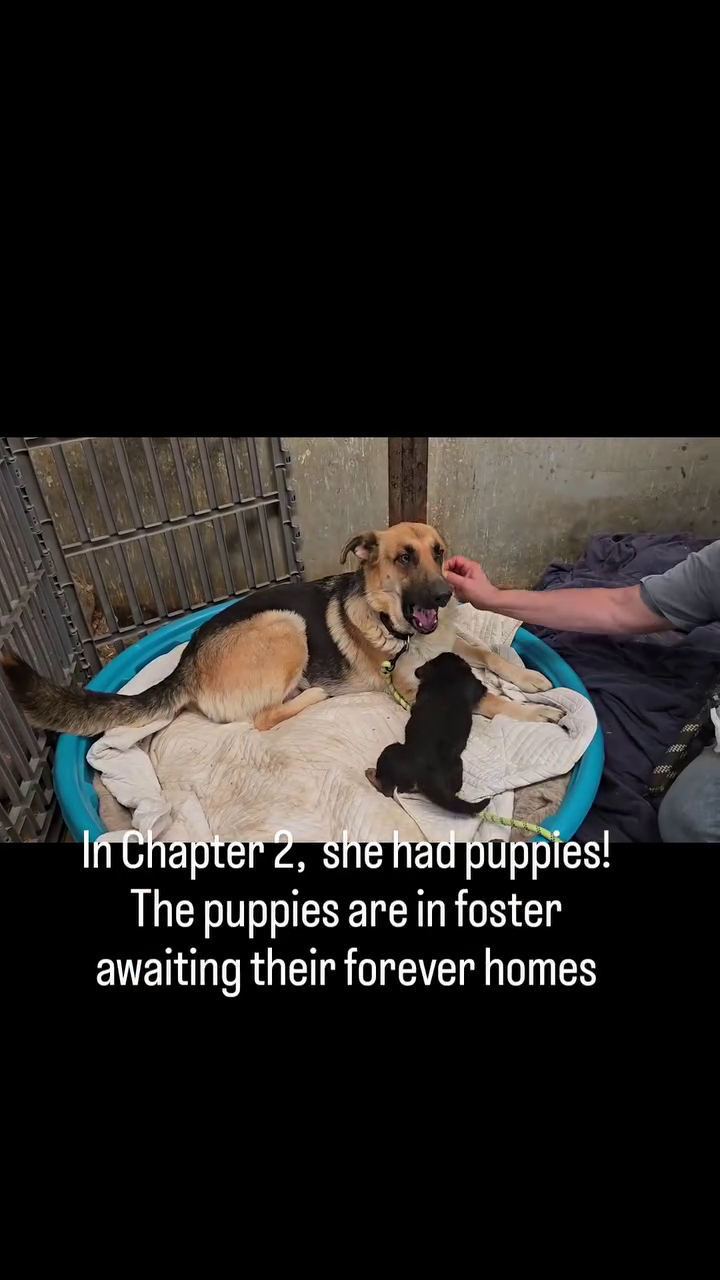 In Chapter 2, she had puppies! The puppies are in foster awaiting their forever homes