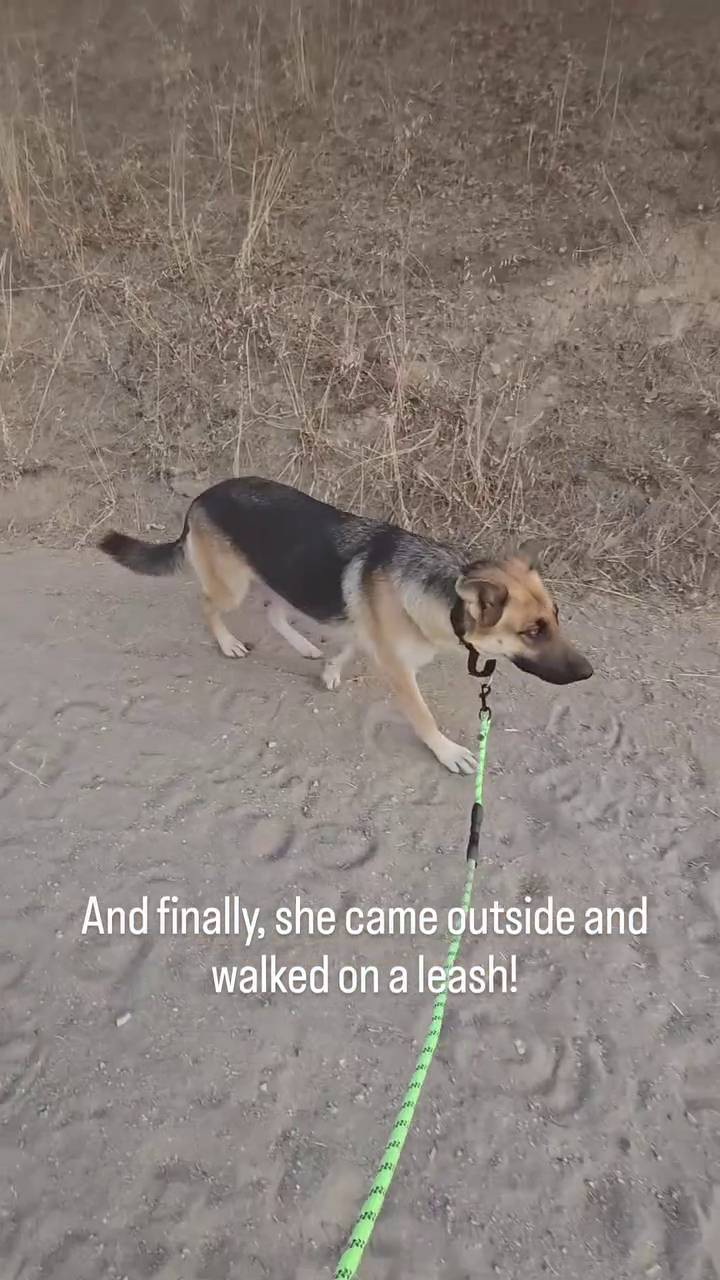 And finally, she came outside and walked on a leash!
