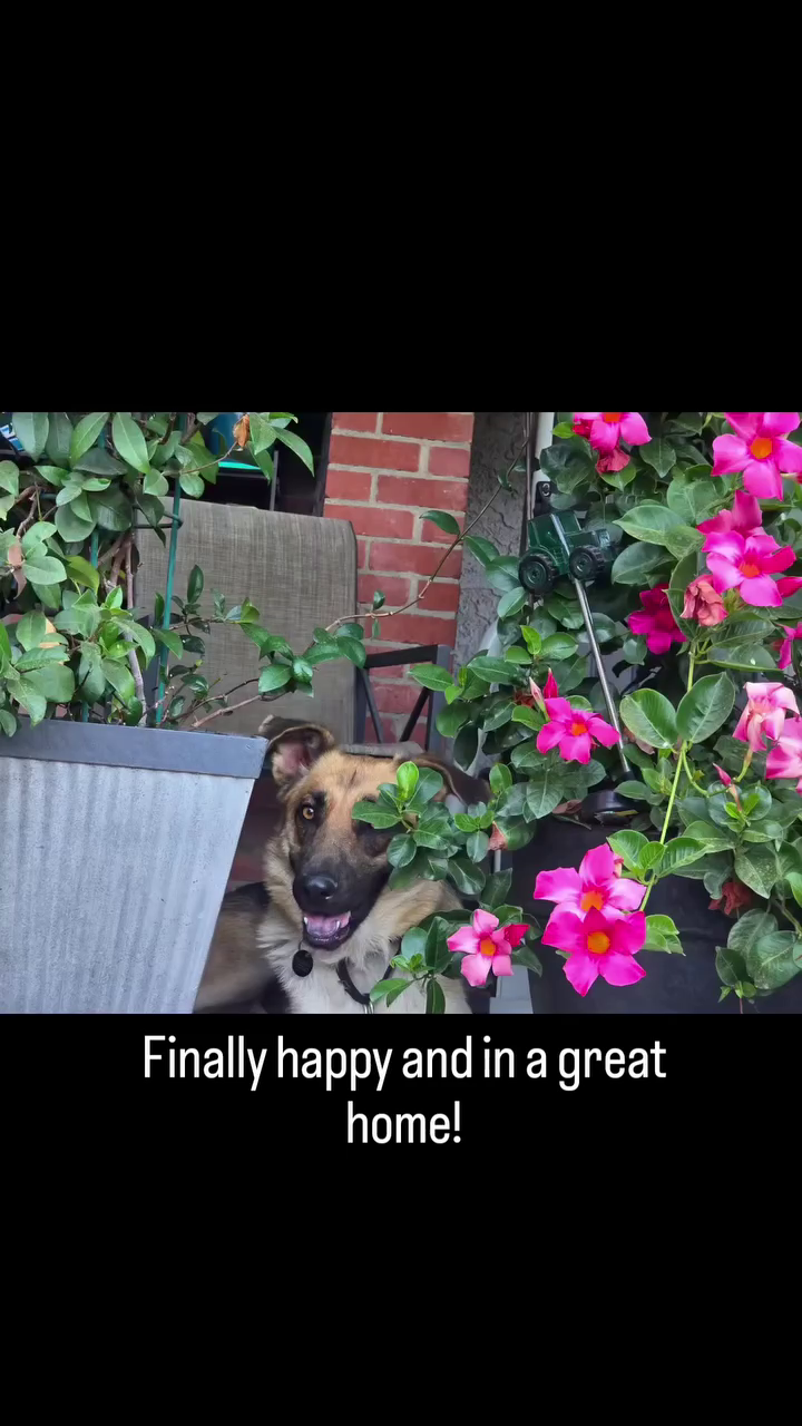 Finally happy and in a great home!