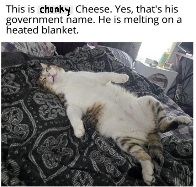 This is chanky Cheese. Yes, that's his government name. He is melting on a heated blanket.