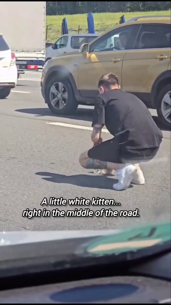 A little white kitten... right in the middle of the road.