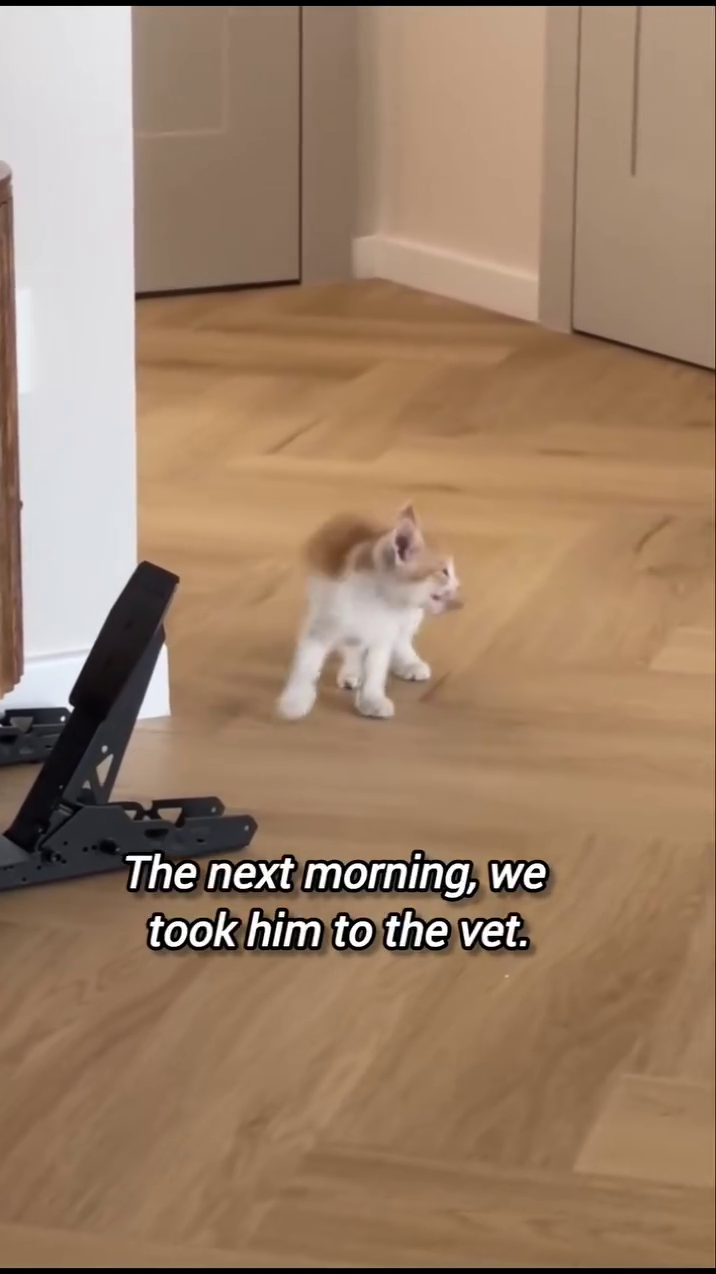 The next morning, we took him to the vet.
