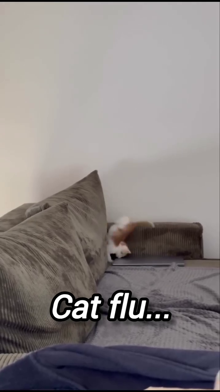Cat flu...