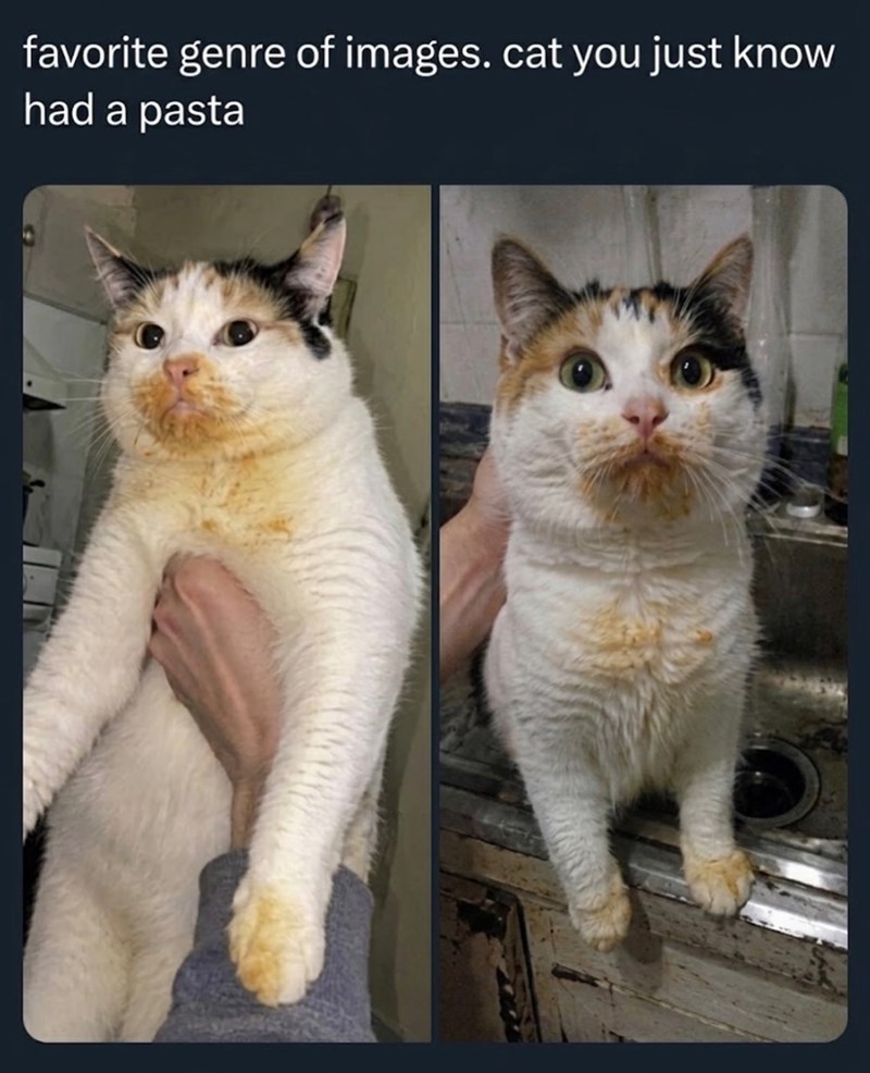 favorite genre of images. cat you just know had a pasta