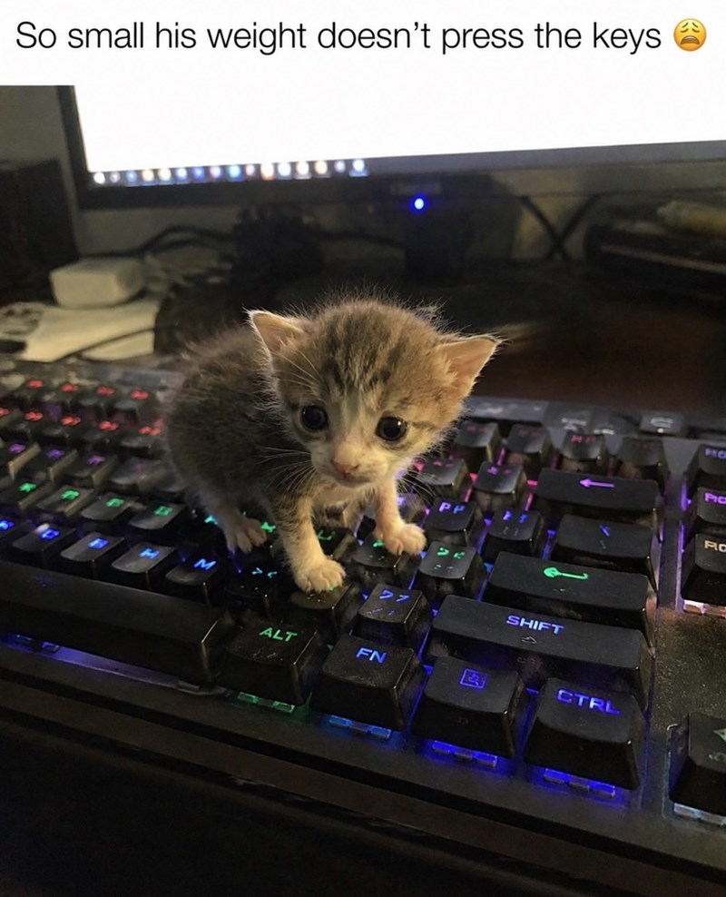 So small his weight doesn't press the keys ALT FN SHIFT CTRL PC PLO