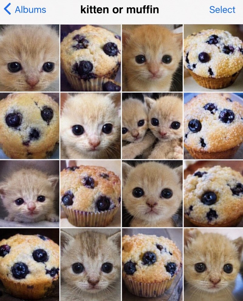 Albums kitten or muffin Select
