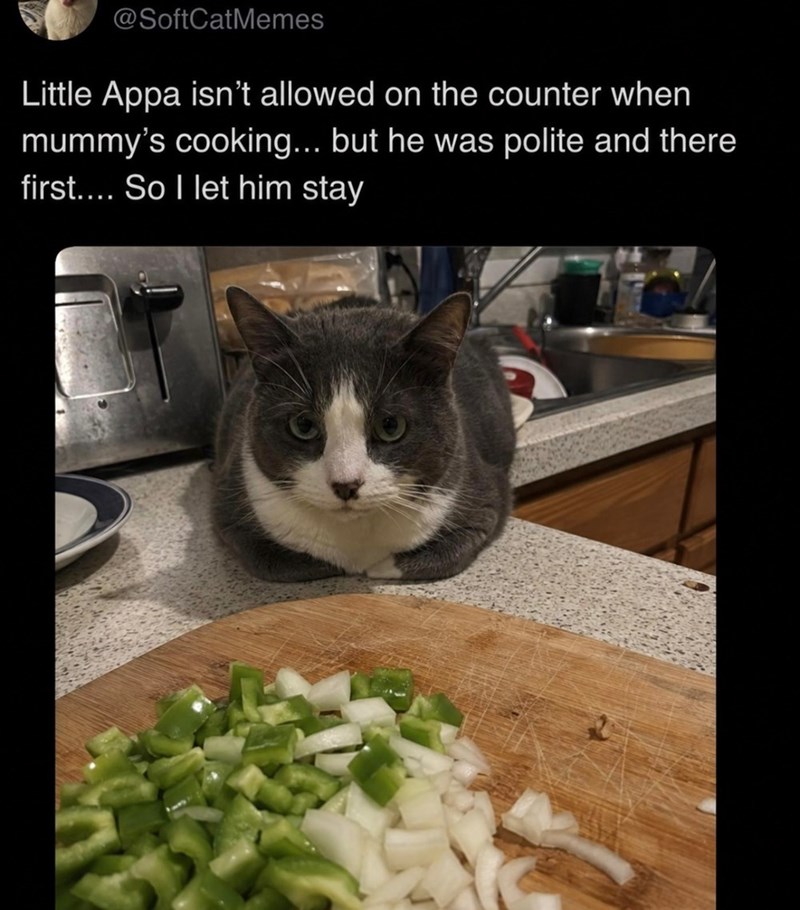 @SoftCatMemes Little Appa isn't allowed on the counter when mummy's cooking... but he was polite and there first.... So I let him stay