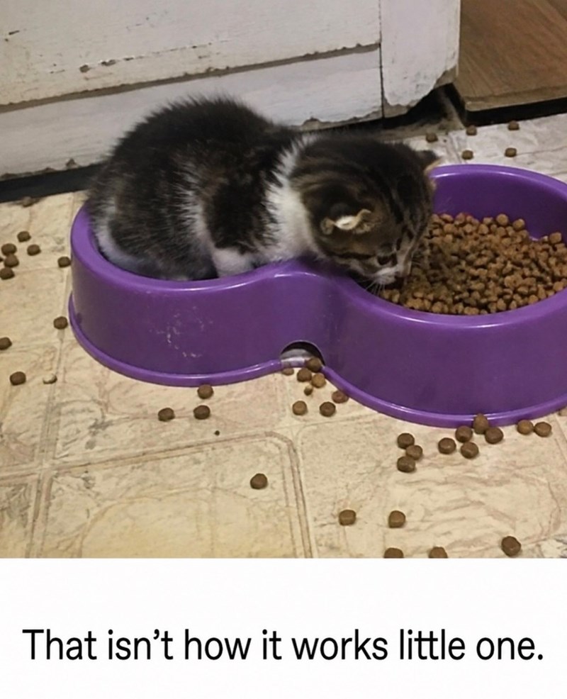 That isn't how it works little one.