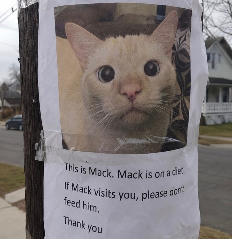 This is Mack. Mack is on a diet. If Mack visits you, please don't feed him. Thank you