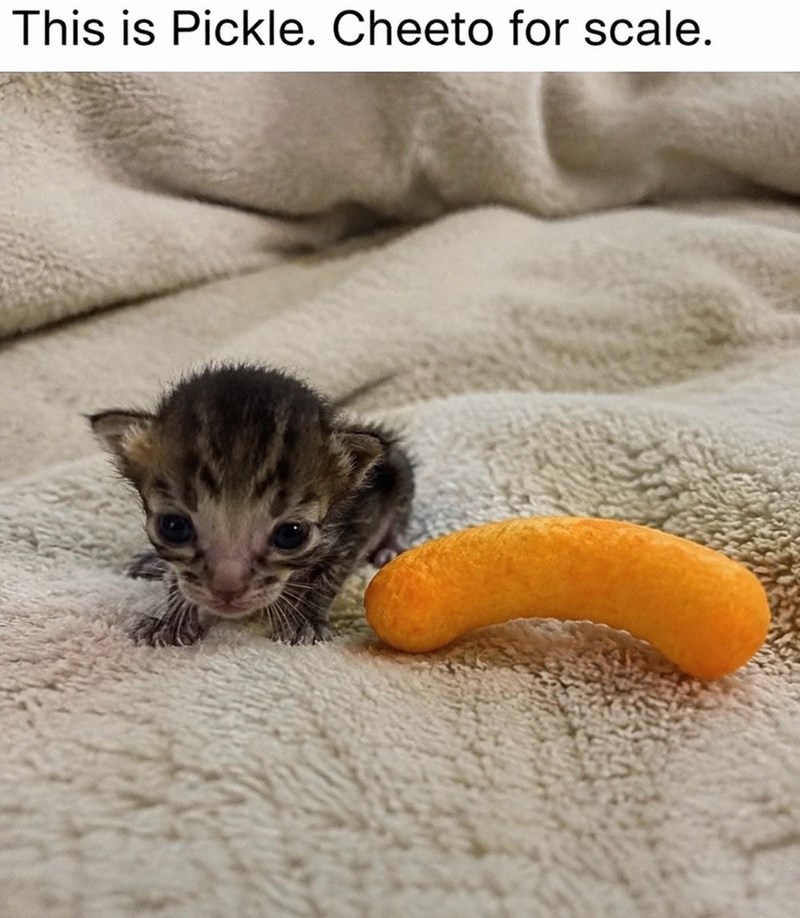 This is Pickle. Cheeto for scale.
