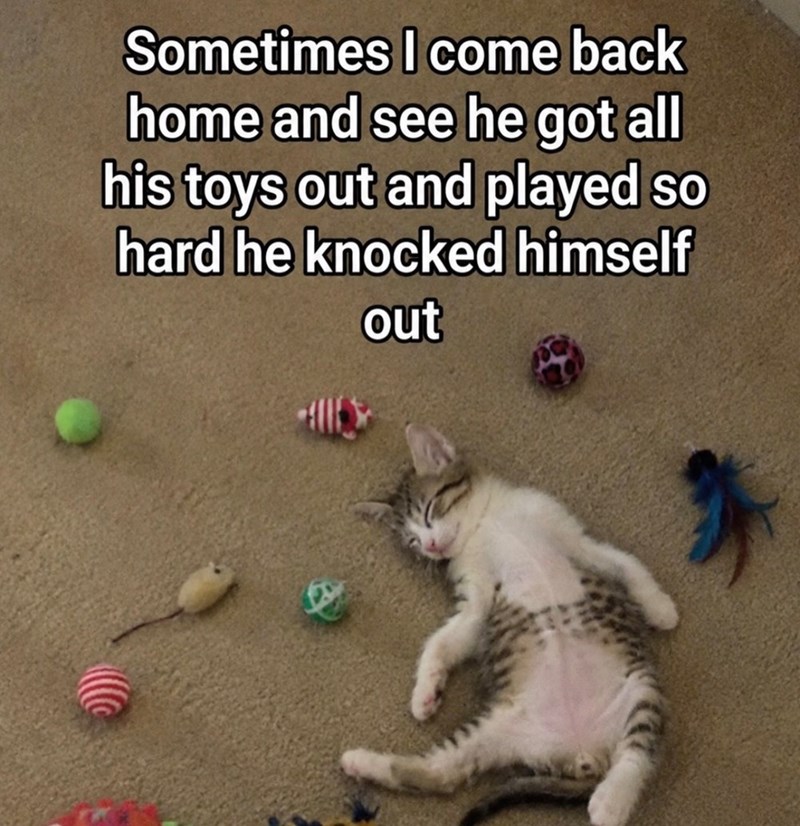 Sometimes I come back home and see he got all his toys out and played so hard he knocked himself out