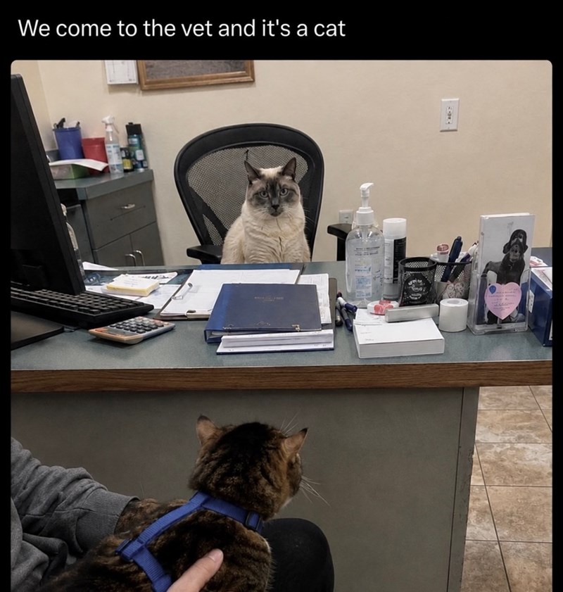 We come to the vet and it's a cat