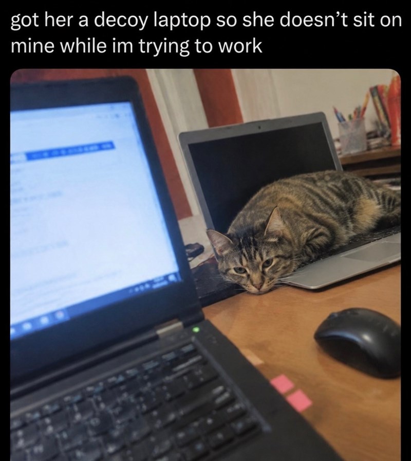 got her a decoy laptop so she doesn't sit on mine while im trying to work