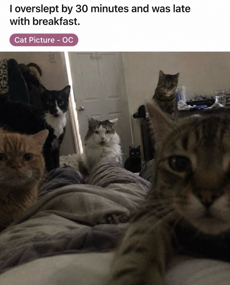 I overslept by 30 minutes and was late with breakfast. Cat Picture - OC E