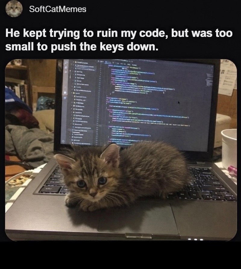 SoftCatMemes He kept trying to ruin my code, but was too small to push the keys down.