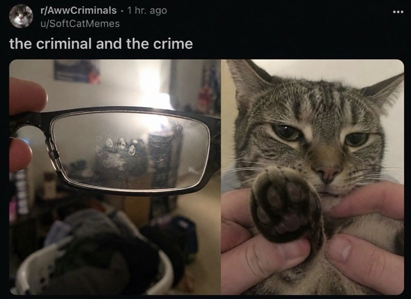r/AwwCriminals ⚫ 1 hr. ago u/SoftCatMemes the criminal and the crime