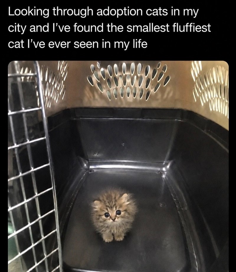 Looking through adoption cats in my city and I've found the smallest fluffiest cat I've ever seen in my life
