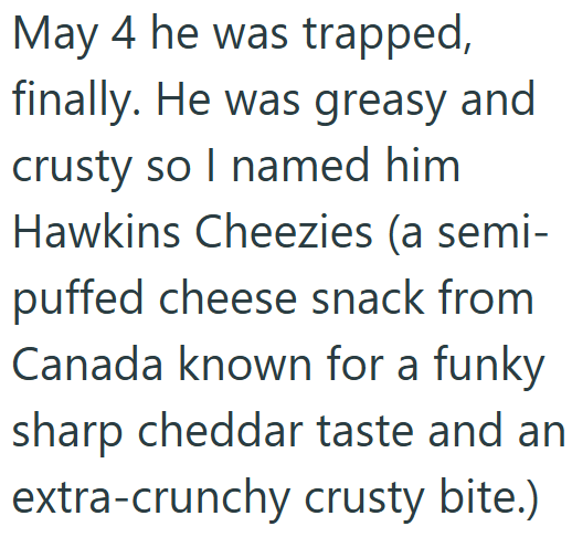 May 4 he was trapped, finally. He was greasy and crusty so I named him Hawkins Cheezies (a semi- puffed cheese snack from Canada known for a funky sharp cheddar taste and an extra-crunchy crusty bite.)