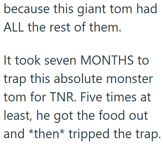 because this giant tom had ALL the rest of them. It took seven MONTHS to trap this absolute monster tom for TNR. Five times at least, he got the food out and *then* tripped the trap.