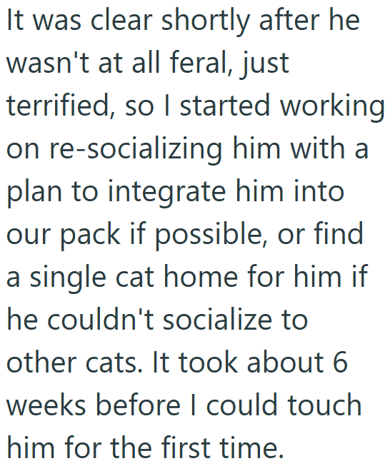 It was clear shortly after he wasn't at all feral, just terrified, so I started working on re-socializing him with a plan to integrate him into our pack if possible, or find a single cat home for him if he couldn't socialize to other cats. It took about 6 weeks before I could touch him for the first time.