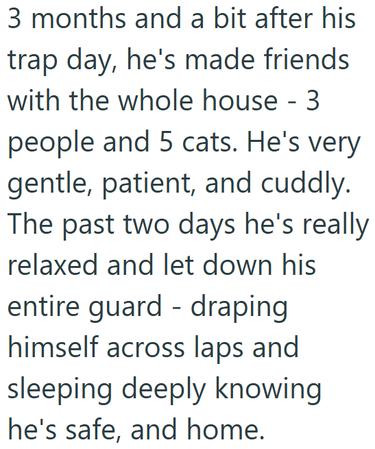 3 months and a bit after his trap day, he's made friends with the whole house - 3 people and 5 cats. He's very gentle, patient, and cuddly. The past two days he's really relaxed and let down his entire guard draping - himself across laps and sleeping deeply knowing he's safe, and home.