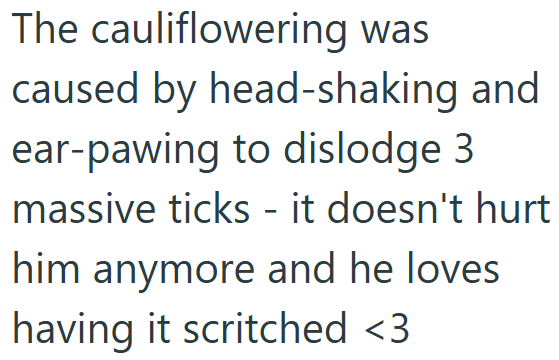 The cauliflowering was caused by head-shaking and ear-pawing to dislodge 3. massive ticks - it doesn't hurt him anymore and he loves. having it scritched <3