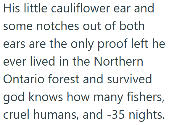 His little cauliflower ear and some notches out of both ears are the only proof left he ever lived in the Northern Ontario forest and survived god knows how many fishers, cruel humans, and -35 nights.