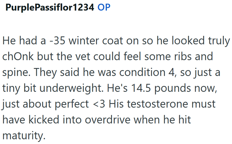 PurplePassiflor1234 OP He had a -35 winter coat on so he looked truly chOnk but the vet could feel some ribs and spine. They said he was condition 4, so just a tiny bit underweight. He's 14.5 pounds now, just about perfect <3 His testosterone must have kicked into overdrive when he hit maturity.