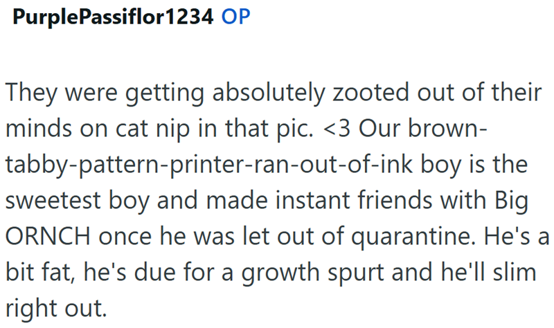PurplePassiflor1234 OP They were getting absolutely zooted out of their minds on cat nip in that pic. <3 Our brown- tabby-pattern-printer-ran-out-of-ink boy is the sweetest boy and made instant friends with Big ORNCH once he was let out of quarantine. He's a bit fat, he's due for a growth spurt and he'll slim right out.