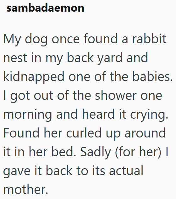 sambadaemon My dog once found a rabbit nest in my back yard and kidnapped one of the babies. I got out of the shower one morning and heard it crying. Found her curled up around it in her bed. Sadly (for her) I gave it back to its actual mother.