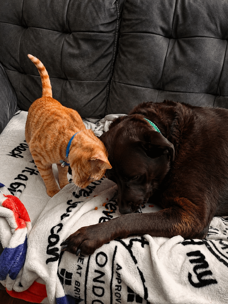 my APPROV eve ONDO EAT BRIT re, yus can itan Jack