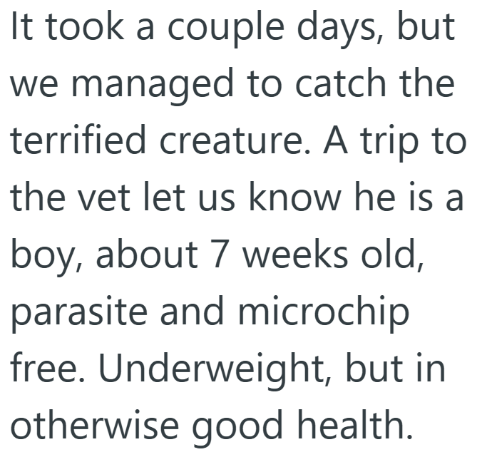 It took a couple days, but we managed to catch the terrified creature. A trip to the vet let us know he is a boy, about 7 weeks old, parasite and microchip free. Underweight, but in otherwise good health.