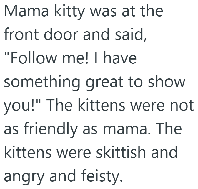 Mama kitty was at the front door and said, "Follow me! I have something great to show you!" The kittens were not as friendly as mama. The kittens were skittish and angry and feisty.