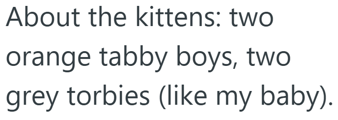 About the kittens: two orange tabby boys, two grey torbies (like my baby).