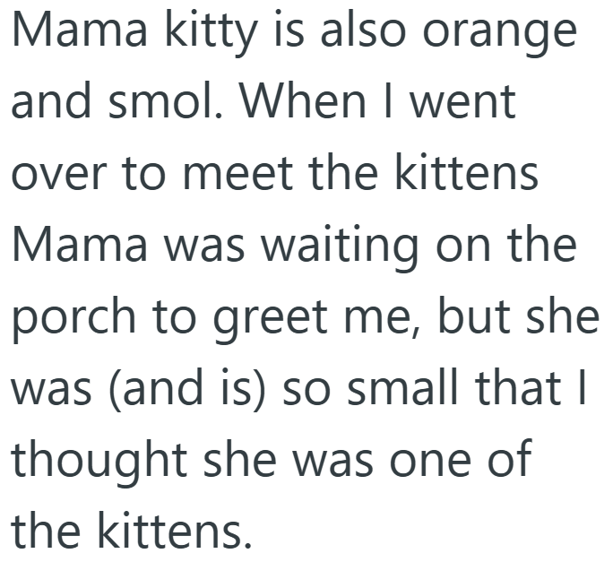 Mama kitty is also orange and smol. When I went over to meet the kittens Mama was waiting on the porch to greet me, but she was (and is) so small that I thought she was one of the kittens.