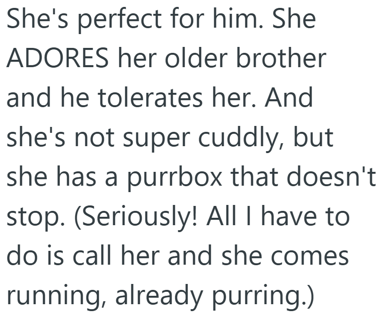 She's perfect for him. She ADORES her older brother and he tolerates her. And she's not super cuddly, but she has a purrbox that doesn't stop. (Seriously! All I have to do is call her and she comes running, already purring.)