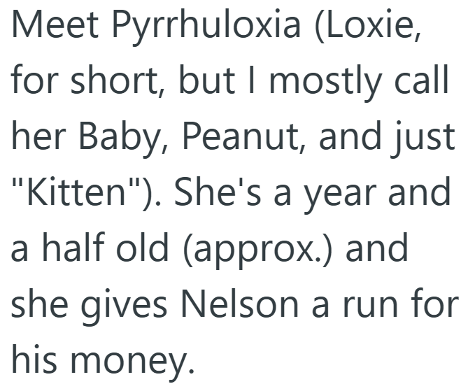 Meet Pyrrhuloxia (Loxie, for short, but I mostly call her Baby, Peanut, and just "Kitten"). She's a year and a half old (approx.) and she gives Nelson a run for his money.