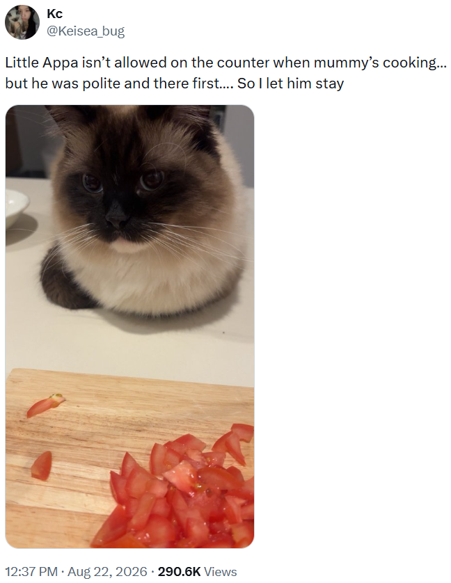 Kc @Keisea_bug Little Appa isn't allowed on the counter when mummy's cooking... but he was polite and there first.... So I let him stay 12:37 PM • Aug 22, 2026 290.6K Views