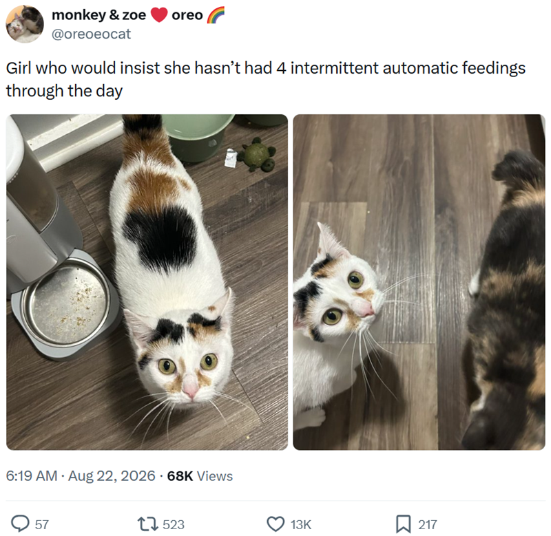 monkey & zoe oreo @oreoeocat Girl who would insist she hasn't had 4 intermittent automatic feedings through the day 6:19 AM - Aug 22, 2026 68K Views 57 17523 13K 217