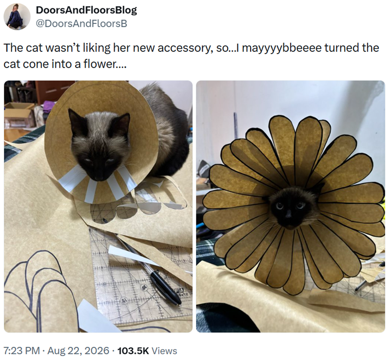 DoorsAndFloorsBlog @DoorsAndFloorsB The cat wasn't liking her new accessory, so...I mayyyybbeeee turned the cat cone into a flower.... 7:23 PM - Aug 22, 2026 103.5K Views FA 6x12