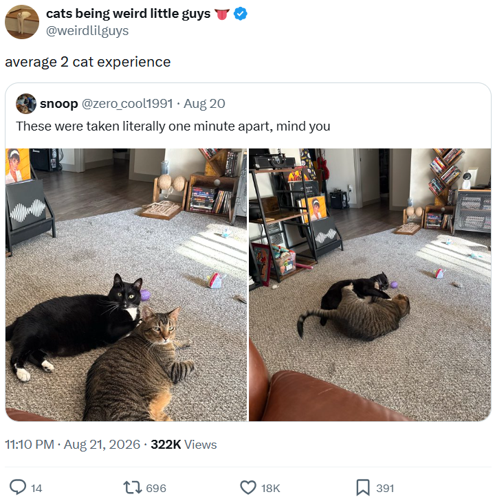 cats being weird little guys ◊ @weirdlilguys average 2 cat experience snoop @zero_cool1991 Aug 20 These were taken literally one minute apart, mind you 11:10 PM Aug 21, 2026 322K Views 14 . 17696 18K ☐ 391