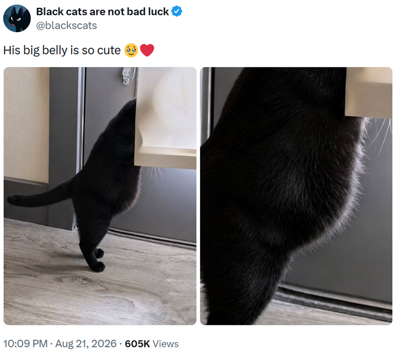 Black cats are not bad luck @blackscats His big belly is so cute 10:09 PM - Aug 21, 2026 605K Views
