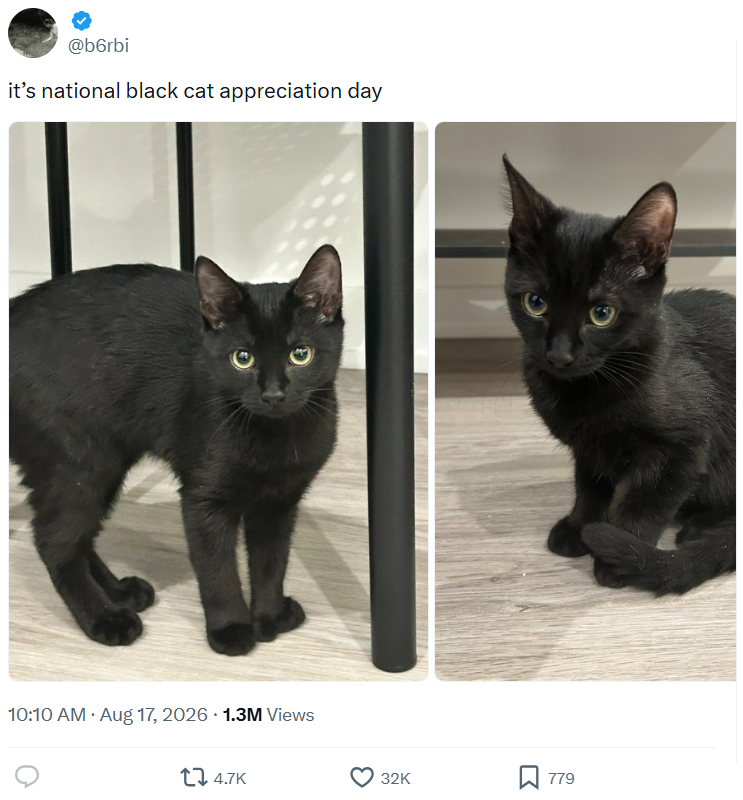 @b6rbi it's national black cat appreciation day 10:10 AM • Aug 17, 2026 1.3M Views 4.7K 32K 779
