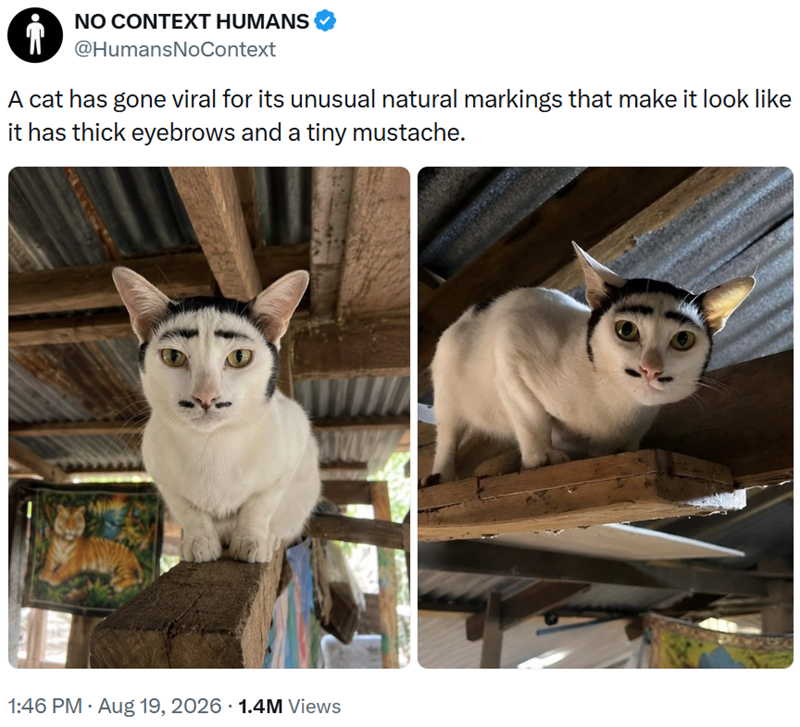 i NO CONTEXT HUMANS @HumansNoContext A cat has gone viral for its unusual natural markings that make it look like it has thick eyebrows and a tiny mustache. 1:46 PM - Aug 19, 2026 1.4M Views