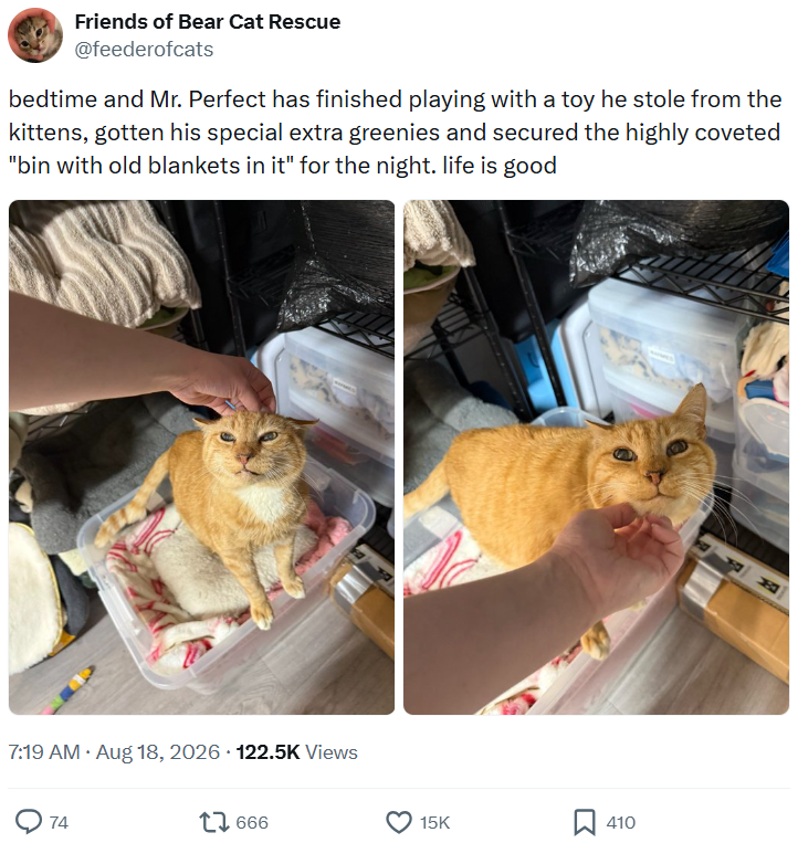 Friends of Bear Cat Rescue @feederofcats bedtime and Mr. Perfect has finished playing with a toy he stole from the kittens, gotten his special extra greenies and secured the highly coveted "bin with old blankets in it" for the night. life is good . 7:19 AM • Aug 18, 2026 122.5K Views 74 17666 15K 410 H