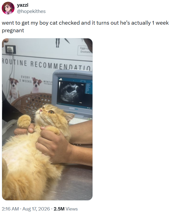 yazzi @hopekithes went to get my boy cat checked and it turns out he's actually 1 week pregnant Eggs Environ ROUTINE RECOMMENDATIO EVERY MONTLY 2 WEEKS EDAN . 2:16 AM • Aug 17, 2026 2.5M Views