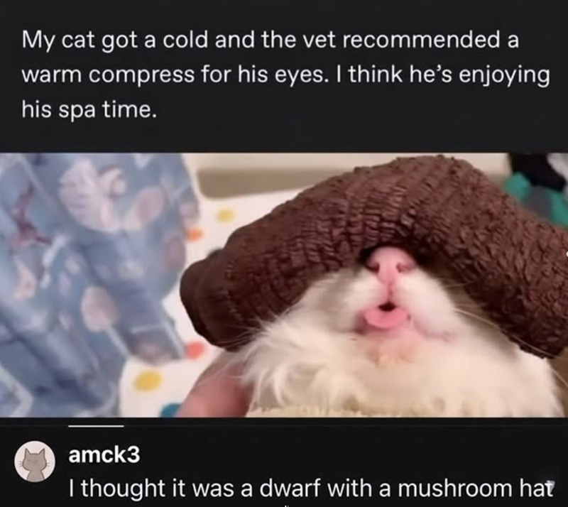 My cat got a cold and the vet recommended a warm compress for his eyes. I think he's enjoying his spa time. amck3 I thought it was a dwarf with a mushroom hat