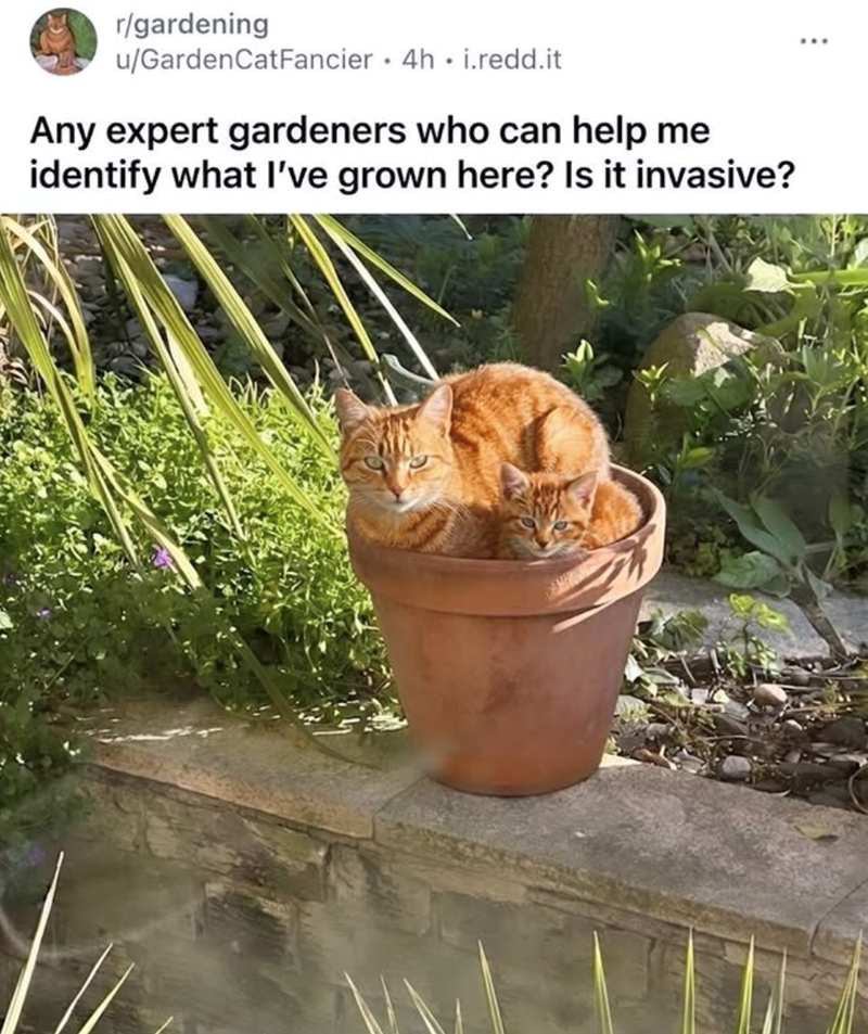 r/gardening u/Garden CatFancier 4h i.redd.it Any expert gardeners who can help me identify what I've grown here? Is it invasive?